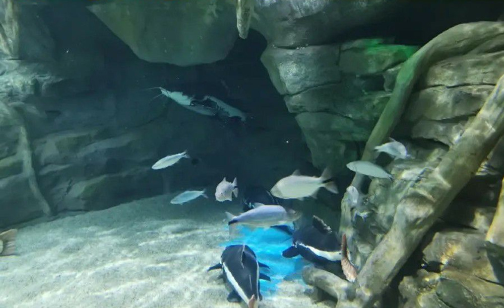 如何解決海洋館空氣潮濕問題？